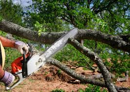 Professional Tree Removal Services in Moravian Falls, NC