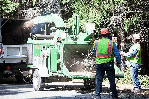 How Our Tree Care Process Works  in  Moravian Falls, NC